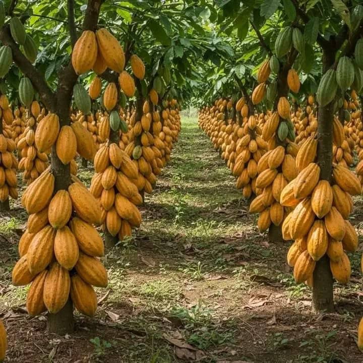 Cocoa Trees Background