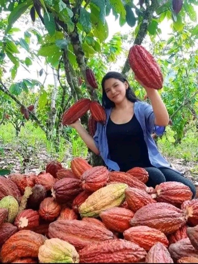 Local Cocoa Harvest