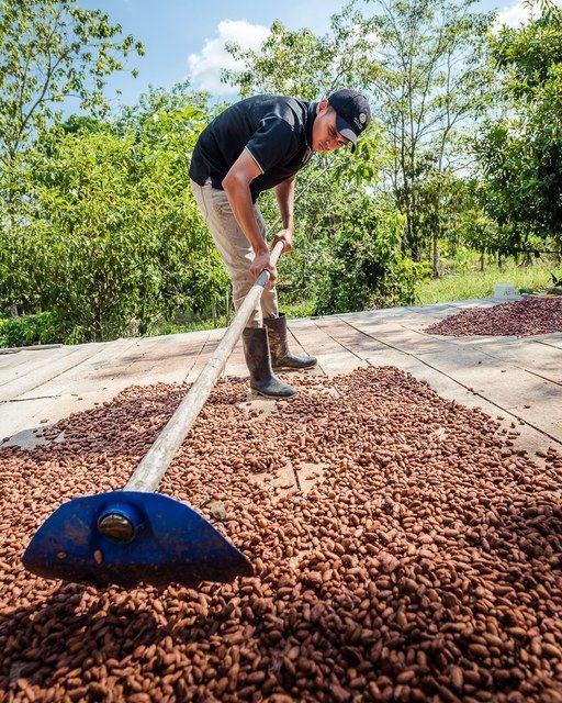 Raking Cocoa Beans
